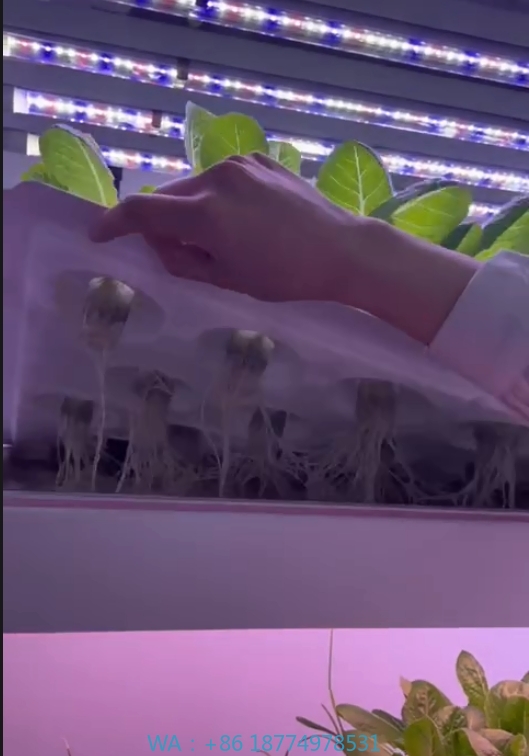 Hydroponic Farming Agriculture - 温室農業機器、きのこ、野菜、果物の栽培、垂直農場、水耕栽培タワーシステム、屋内栽培棚