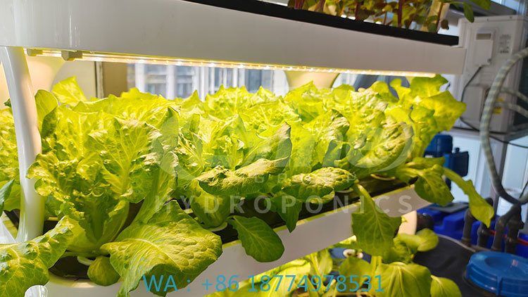 Agriculture Farming Equipments - 野菜、レタス、イチゴを栽培するための農業機械、垂直栽培システム、水耕栽培