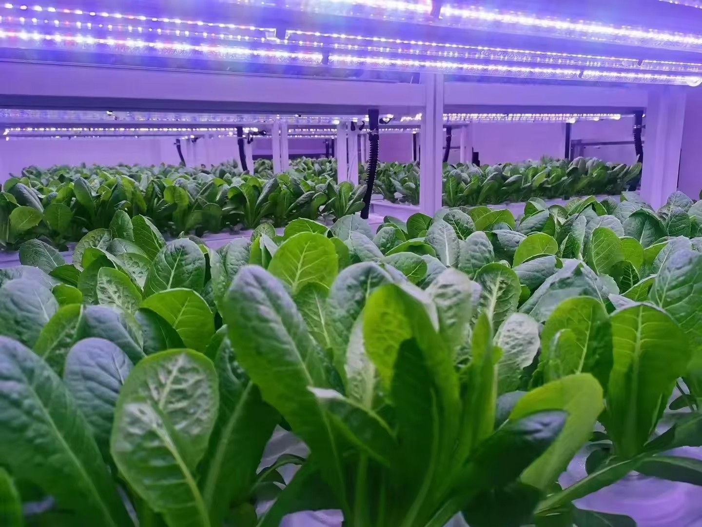 垂直農場水耕栽培タワーシステム屋内植栽棚温室農業機器きのこ野 - Hydroponic Farming Agriculture のレビューと価格