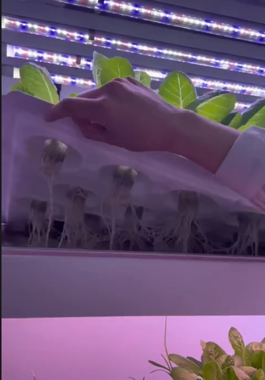 垂直農場水耕栽培タワーシステム屋内植栽棚温室農業機器きのこ野 - Hydroponic Farming Agriculture のレビューと価格