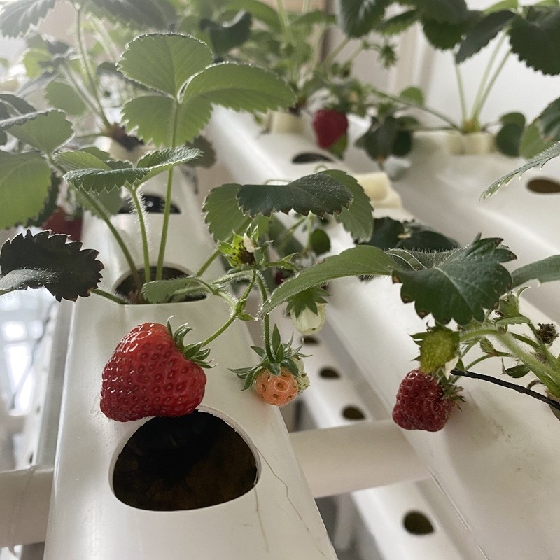 水耕栽培用チャネルパイプPVC農業NFT垂直農場水耕タワーシ - Hydroponic Farming Agriculture のレビューと価格