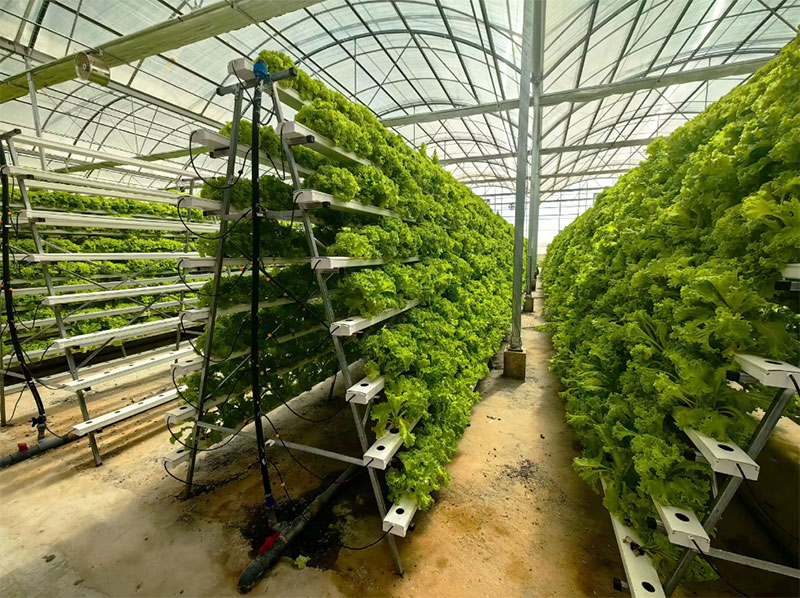 農業用温室 レタス NFT 水耕栽培システム 垂直水耕栽培ラ - Hydroponic Farming Agriculture のレビューと価格